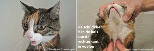 Een kat met een vergrote schildklier